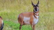 Montana Decoy Co Antelope Buck Decoy