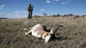 Montana Decoy Co Antelope Buck Decoy